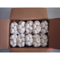 2021 Wholesale Export Natural Chinese High Quality Fresh Normal White Garlic